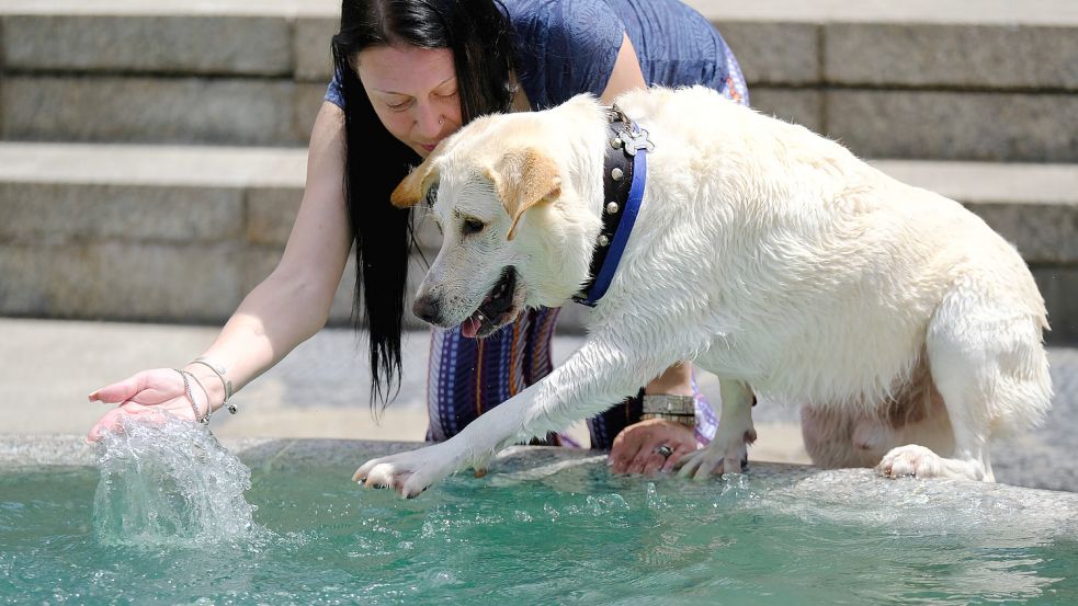 Bei heißen Temperaturen sollten Besitzer ihr Tier besonders im Auge behalten. Foto: Imago-Images/Pixsell