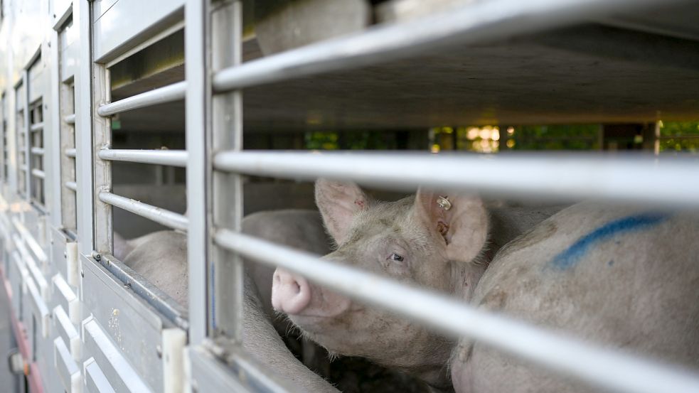 Im Emsland ist die Afrikanische Schweinepest in einem Stall ausgebrochen. Knapp 1800 Tiere wurden gekeult. Foto: Lars Klemmer/dpa