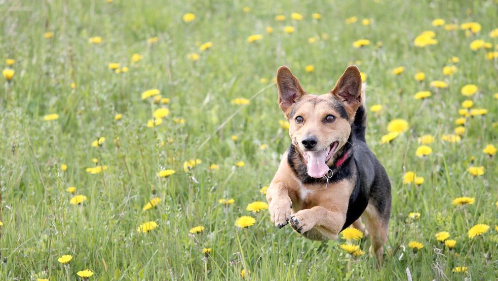 Eine Freilauffläche für Hunde soll es in der Gemeinde Barßel geben. Die Verwaltung sucht jetzt nach einem Beschluss des Verwaltungsausschusses eine geeignete Fläche. Foto: Pixabay