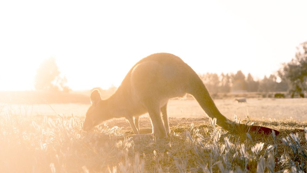 Ein ausgebüxtes Känguru wurde in Mönchengladbach erschossen (Symbolbild). Foto: Unsplash/Christopher Burns