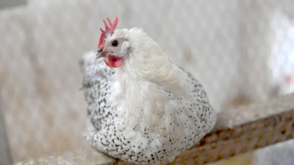 Ab Freitag können auch die Hühner wieder raus. Foto: Ortgies