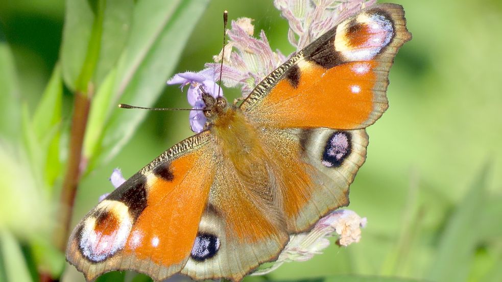 Das Tagpfauenauge ist einer der bekanntesten heimischen Schmetterlinge. Foto: Berends-Lüürßen