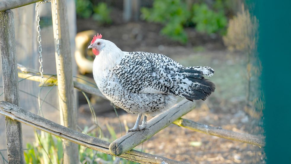 Hühner brauchen ausreichend Auslauf und Sitzmöglichkeiten. Foto: Ortgies