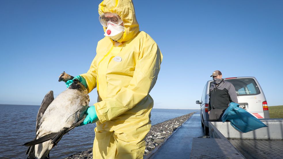 Wie hier in Schleswig Holstein im Jahr 2020 müssen in Niedersachsen momentan zahlreiche Kadaver von Wildvögeln eingesammelt werden. Symbolfoto: Charisius/dpa