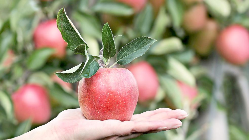 Die Streuobstwiese in Steenfelde soll von Kindern genutzt werden. Foto: Pixabay