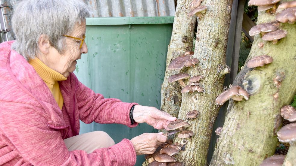 Margret Dosedal erntet mit einem Messer frische Shiitake-Pilze. Foto: Wehry