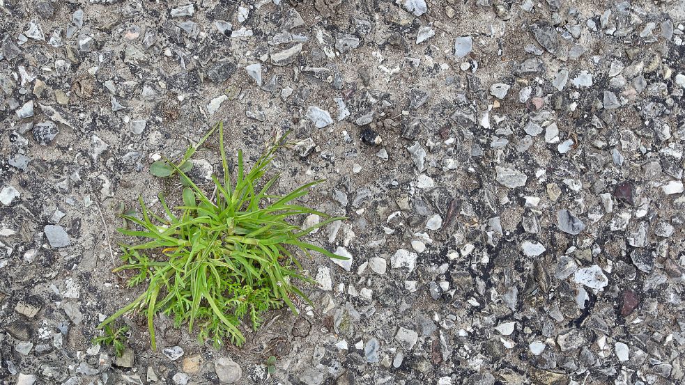 Gras bricht durch einen asphaltierten Feldweg - auch wenn sich die Natur teilweise durch Beton und Co. durchkämpft, ist die zunehmende Versiegelung ein Problem. Foto: Karl-Josef Hildenbrand/dpa