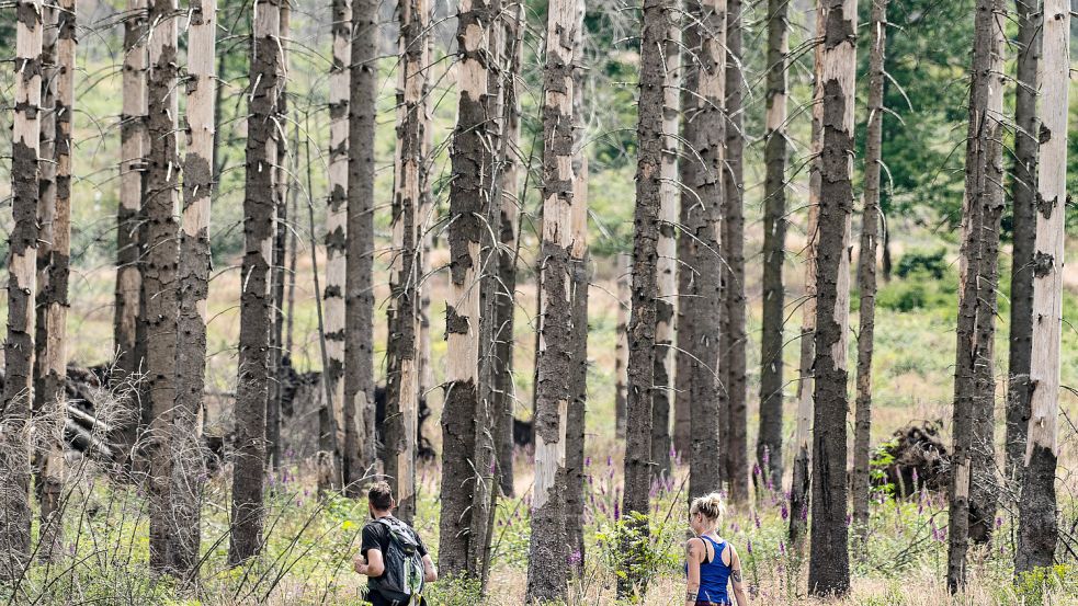 Abgestorbener Fichtenwald im Harz: Langanhaltende Hitze setzten den deutschen Wäldern zu. Minister Cem Özdemir regt einen Waldumbau an. Foto: dpa/Swen Pförtner