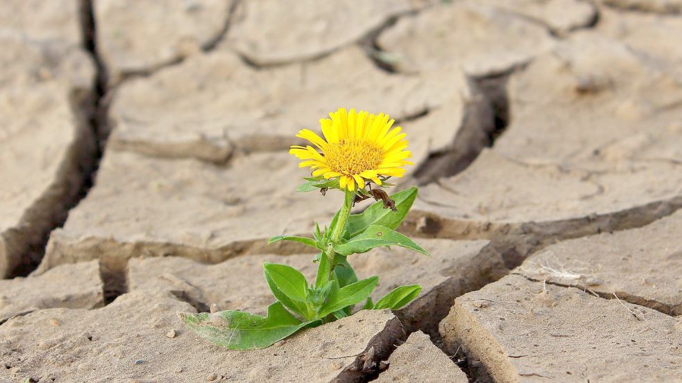 Eine Blume kämpft sich durch trocknen Boden. Foto: Pixabay