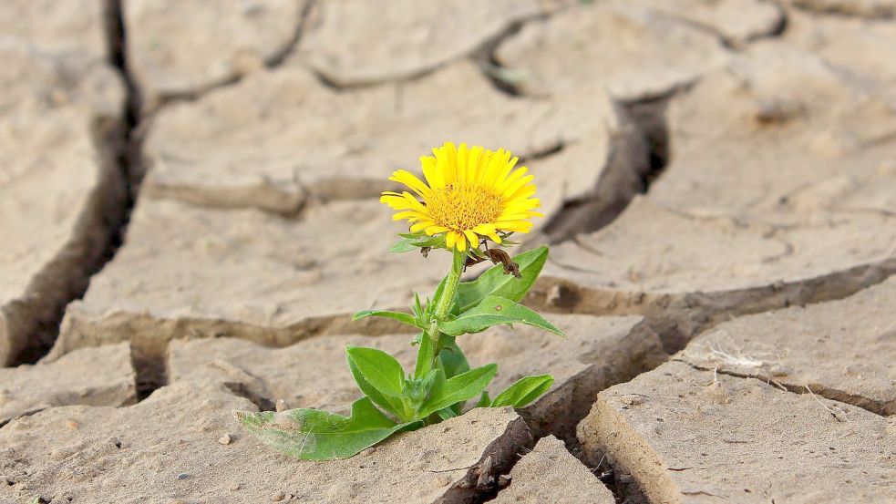 Eine Blume kämpft sich durch trocknen Boden. Foto: Pixabay