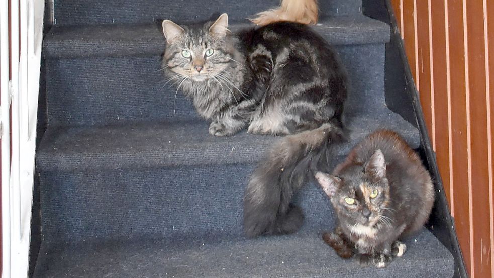 Eine Westoverledingerin, die keine Tiere mehr halten durfte, bekam Besuch vom Landkreis Leer und der Polizei. Ihr wurden 48 Katzen und zwei Kaninchen weggenommen. Archivfoto