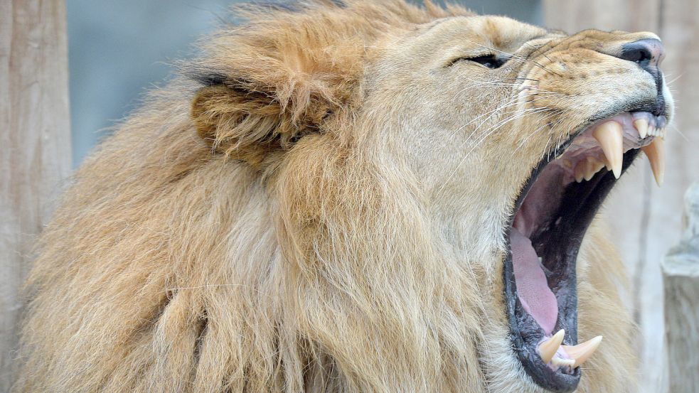 Löwen im Zoo leben fern ihrer natürlichen Umgebung. Ist das Artenschutz oder Tierquälerei? Foto: Imago Images / ZUMA Wire (Symbolfoto)