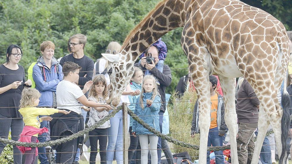 Mehr als 600 exotische Tiere, vom Ameisenbär bis zur Giraffe, gibt es zu bestaunen. Foto: Privat