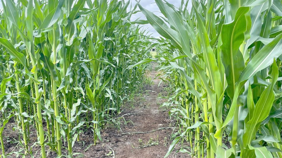 Der Weg führt durch den Mais-Acker. Foto: Hellmers
