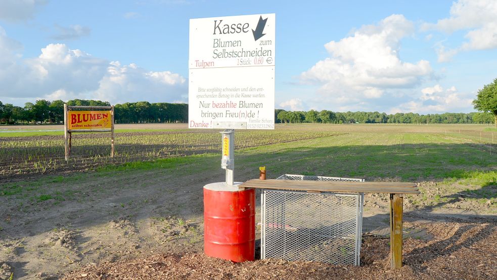 Im neuen Podcast spricht Felix Schary auch über seine Felder an der Papenburger Straße in Leer, wo er Blumen zum Selbstschneiden heranzieht. Foto: Fertig