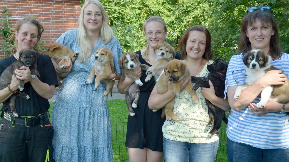 Die acht Welpen von Fundhündin Eule, die Sabine Hartmann (2. von rechts) mit Michelle und Monique Kramer (2. und 3. von links) auf einer Pflegestelle für das Tierheim Sedelsberg aufgezogen hatte, werden vermittelt. Der Ansturm auf die jungen Hunde sei riesig, bestätigen Tierheimleiterin Franka Thun und die Vorsitzende des Tierschutzvereins Friesoythe, Monika Böker aus Harkebrügge. Foto: Fertig