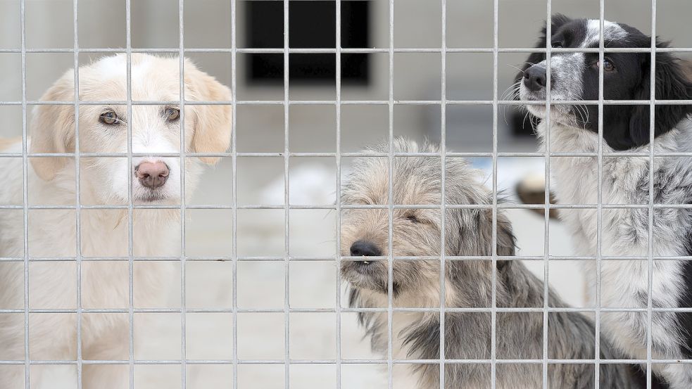 Hunde im Tierheim: Der Tierschutzbund fordert, dass die Hälfte der Hundesteuer an Tierheime fließt. Foto: Swen Pförtner/dpa