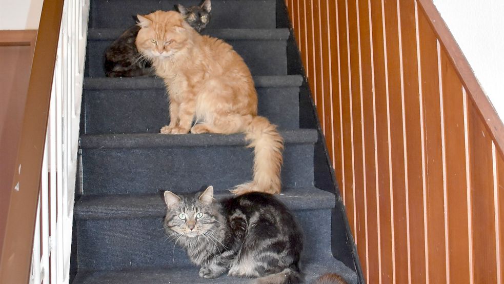 Fast 50 Katzen wurden kürzlich in einem Haus in Flachsmeer eingefangen. Foto: Ammermann/Archiv