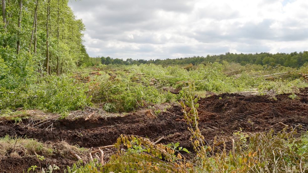 In Ramsloh beim Brachvogeldamm südlich der Elisabethfehner Straße hatte ein ortsansässiges Unternehmen Laubwald auf einer Fläche von knapp vier Hektar abholzen lassen. Foto: Fertig