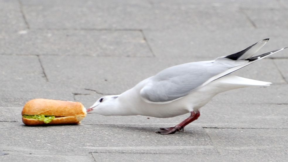 „Möwen-Pick“: Statt auf See nach Fisch zu jagen, bevorzugen Möwen immer häufiger „Fast Food“ aus Menschenhand. Die Vögel werden angeblich immer frecher und aufdringlicher. Foto: Carsten Rehder/dpa/Archiv