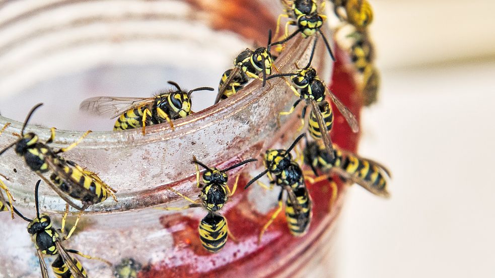 Gerade auf Süßspeisen haben es Wespen häufig abgesehen. Foto: Zinken/DPA