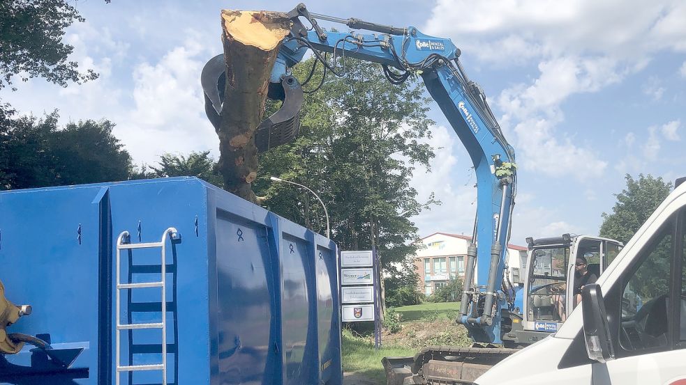 Am Donnerstag wurden in der Nähe der Friesenbrücke Bäume gefällt und das Holz abtransportiert. Foto: Vogt