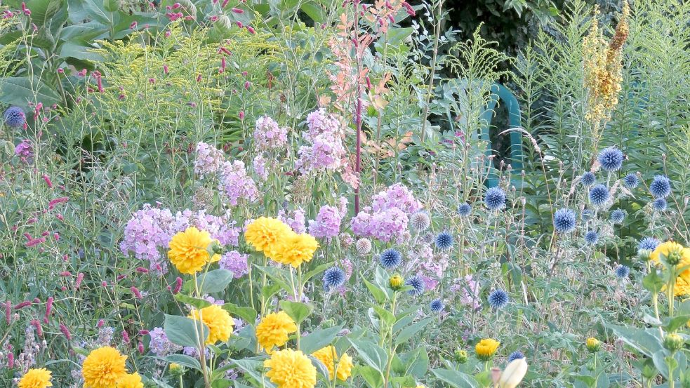 Ein Riesen-Alant mit Kugeldisteln im Hintergrund hat Karin Berends-Lüürßen im Garten. Fotos: Berends-Lüürßen