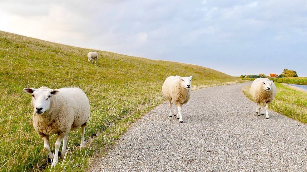 Was wäre, wenn es keine Deiche gäbe? Ostfriesland ist flach – und liegt tief. Weite Teile erreichen gerade einmal Höhenstufen zwischen 0 und zwei Metern über Normalhöhennull. Symbolfoto: Pixabay