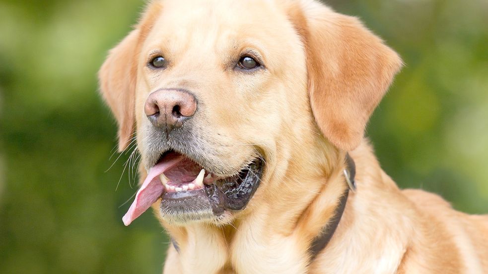 Ein Labrador wurde am Freitag erstochen. Symbolfoto: Pixabay