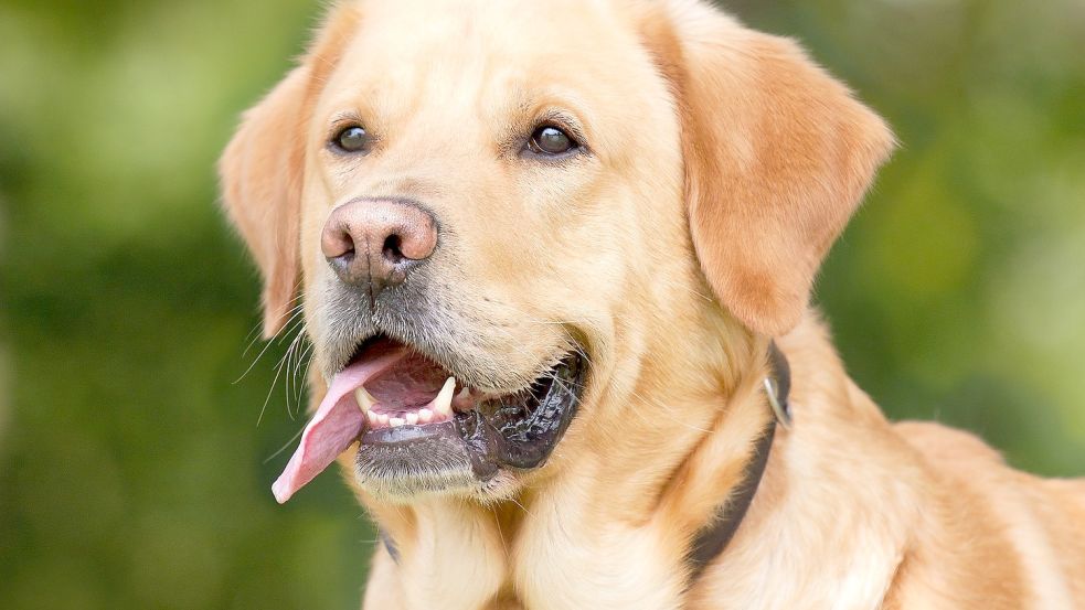 In Rhauderfehn ist ein Labrador gestorben. Die Polizei ermittelt. Symbolfoto: Pixabay