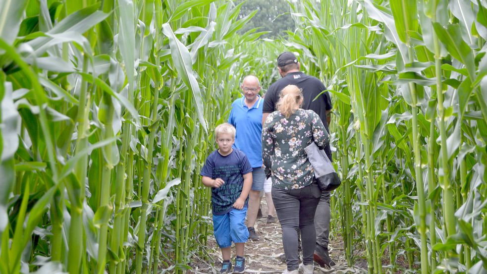 Häufig irren Besucher durch das Mais-Labyrinth der Familie Bruns. Foto: Weers