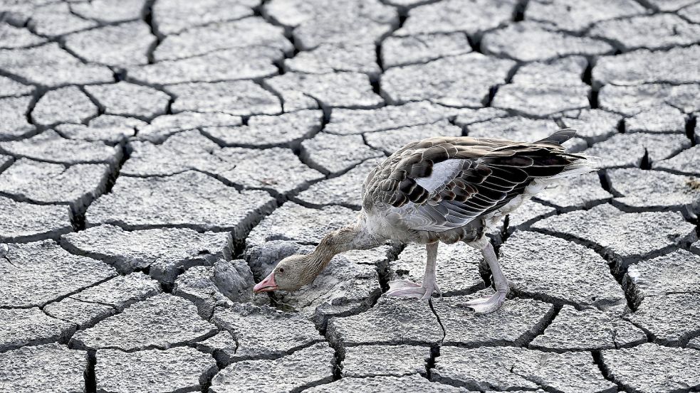 Der Sommer 2022 gibt einen Vorgeschmack auf noch heißere Zeiten. Foto: dpa/AP/Uncredited