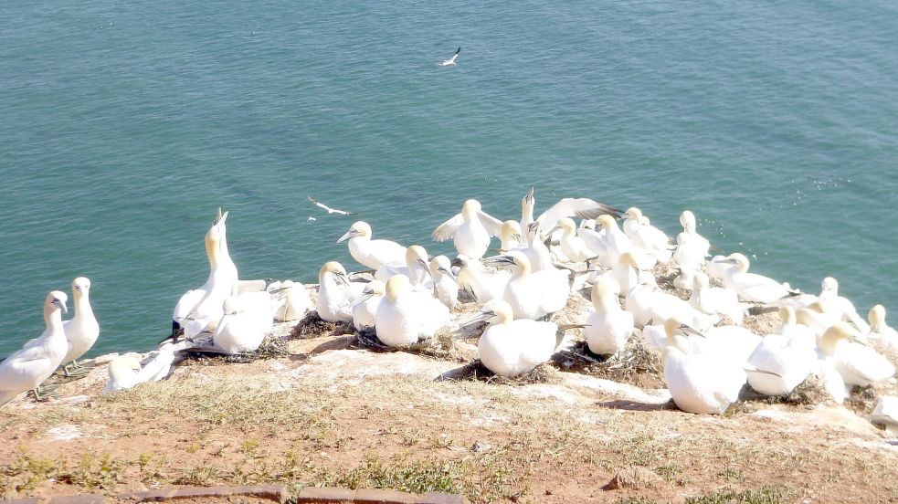 Auf Helgoland lässt sich die einzige Kolonie von Basstölpeln finden. Inzwischen sind jedoch viele Tiere gestorben. Foto: Ahrends