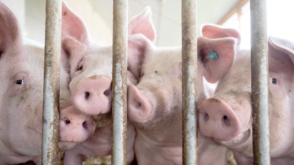Schweine in einem Maststall: Die Afrikanische Schweinepest ist für die Tiere hoch ansteckend und verläuft so gut wie immer tödlich. Für Menschen ist die Krankheit indes nicht gefährlich. Foto: Marijan Murat/dpa
