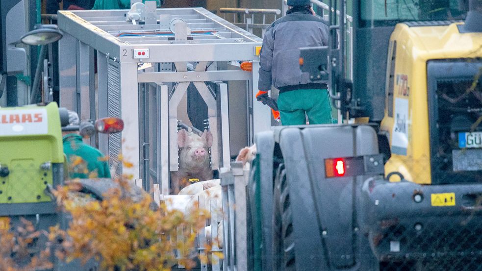 1800 Schweine werden in Freren gekeult. Dazu werden sie einer tödlichen Menge Strom ausgesetzt. Das Foto entstand bei der Nottötung von Schweinen auf einem Betrieb in Mecklenburg-Vorpommern im Jahr 2021. Foto: Jens Büttner/dpa