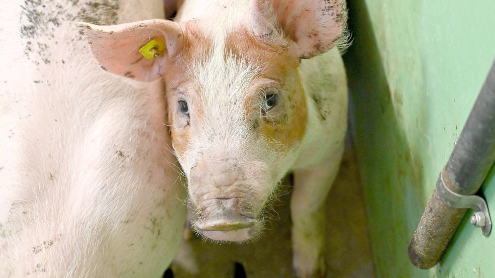 Weil einige der Tiere von einem Betrieb stammten, auf dem die Afrikanische Schweinepest ausgebrochen ist, werden in Niedersachsen 1800 weitere Schweine notgetötet. Foto: Carsten Rehder/dpa