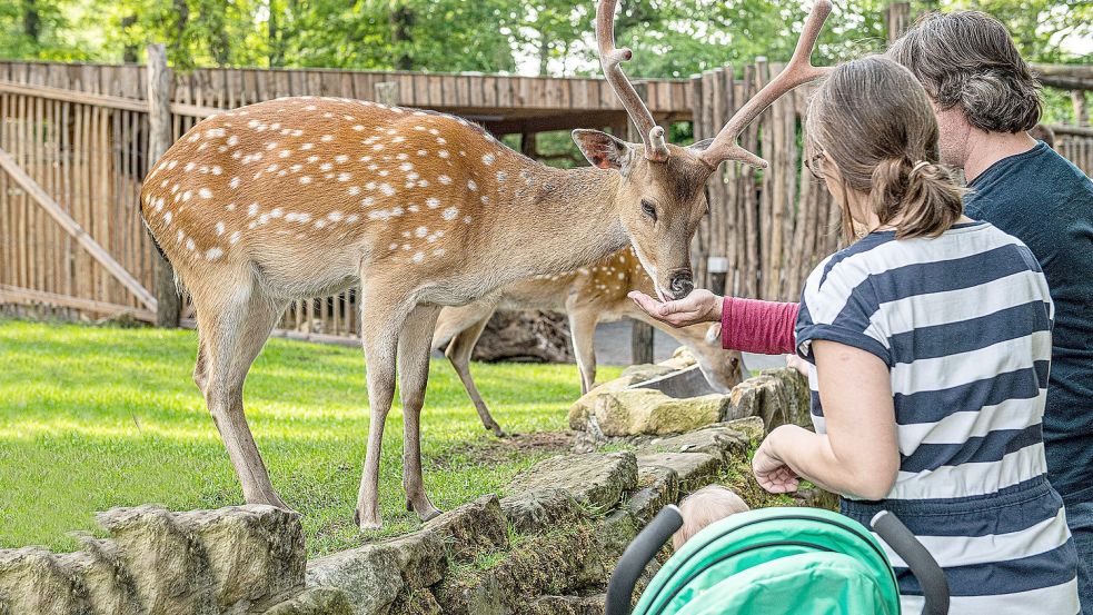 Im Streichelzoo können die bedrohten Vietnam-Sikahirsche gefüttert werden. Für sie gibt es an der Kasse extra Futter. Foto: Privat