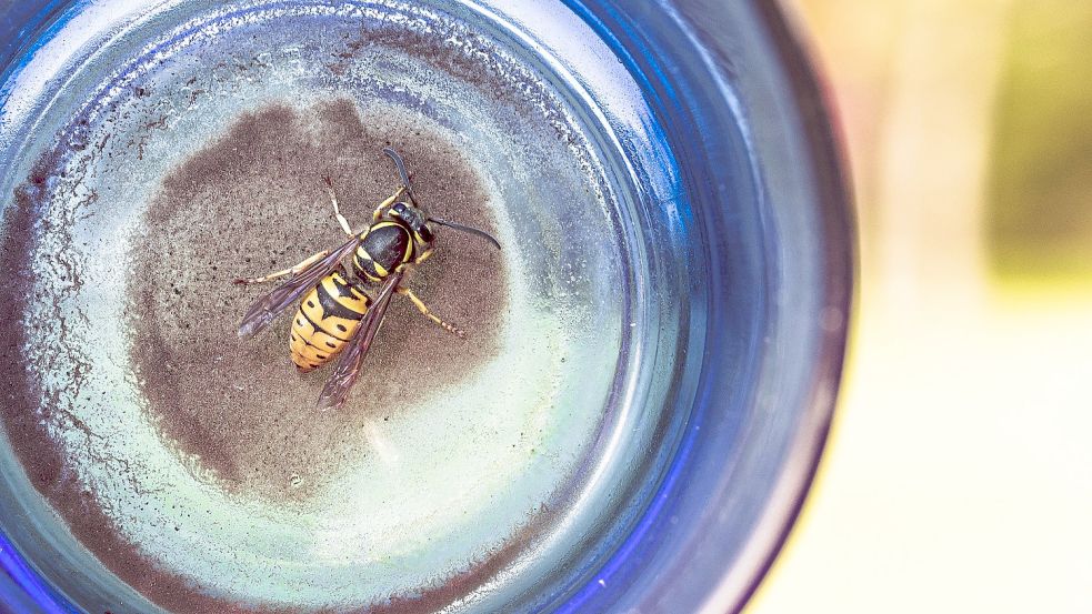 Süße Getränke und Grillduft ziehen sie jetzt magisch an: Wespen werden um diese Jahreszeit mitunter richtig lästig. Foto: RyanMcGuire/pixabay