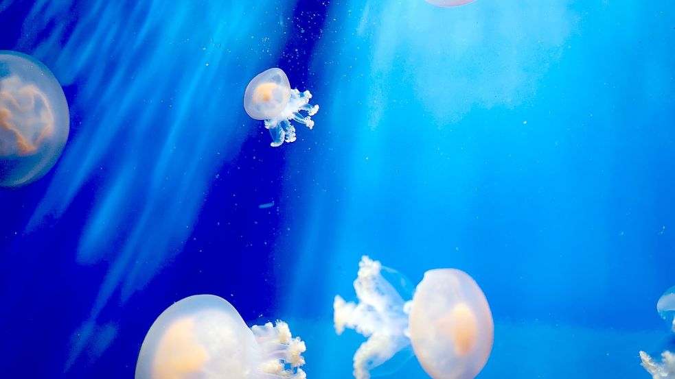 Eine Flut an Feuerquallen hat Urlauber auf Langeoog verletzt (Symbolbild). Foto: Unsplash/Rita Patrese