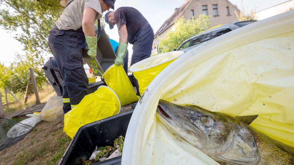 Weil die Politik nicht hinterherkommt, packen Bürger an und reinigen die Oder von toten Fischen. Foto: Volker Bohlmann