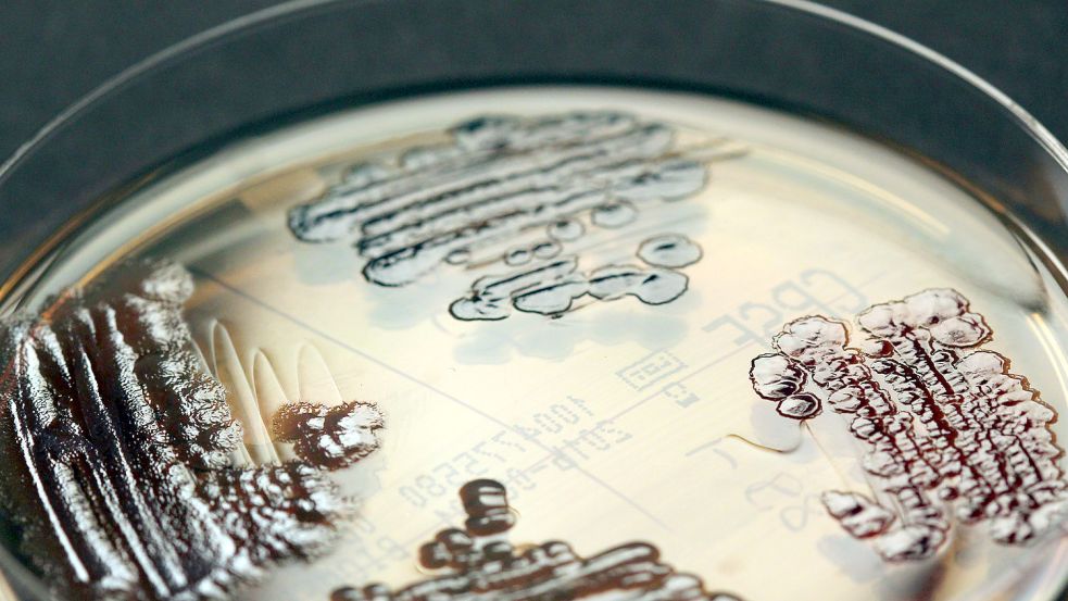 Multiresistente Keime nehmen zu und Antibiotika wirken nicht. Foto: picture alliance / dpa / IMMIH, Köln