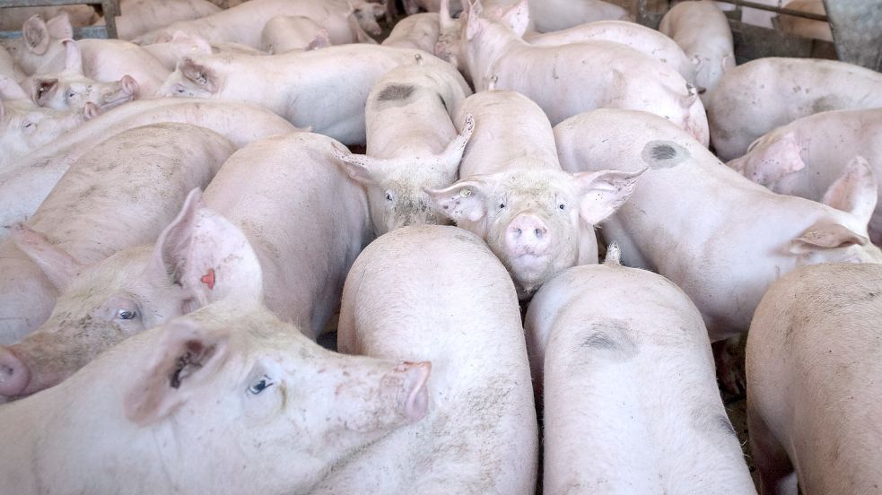 In Niedersachsen drohen nach dem Ausbruch der Afrikanischen Schweinepest gewaltige Tierschutzprobleme, weil eigentlich gesunde Schweine nicht geschlachtet werden. Niemand will das Fleisch der Tiere haben. Foto: Sina Schuldt/dpa