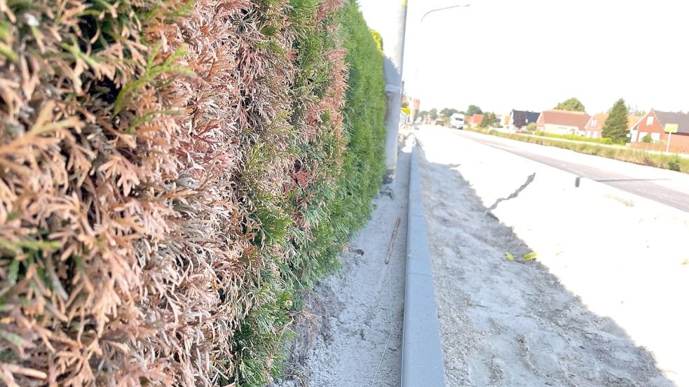 In einigen Hecken haben die heißen Auspuffgase der Baufahrzeuge Brandlöcher hinterlassen. Foto: Janßen