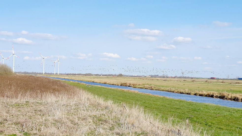 Über die Gewässer wie das Sieltief in St. Georgiwold wird das Wasser vom Binnenland bis in die Ems gepumpt werden. Foto: Gettkowski