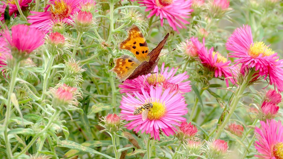 Die Raublatt-Aster, auch Neuengland-Aster genannt, ist eine Pflanzenart innerhalb der Korbblütler.