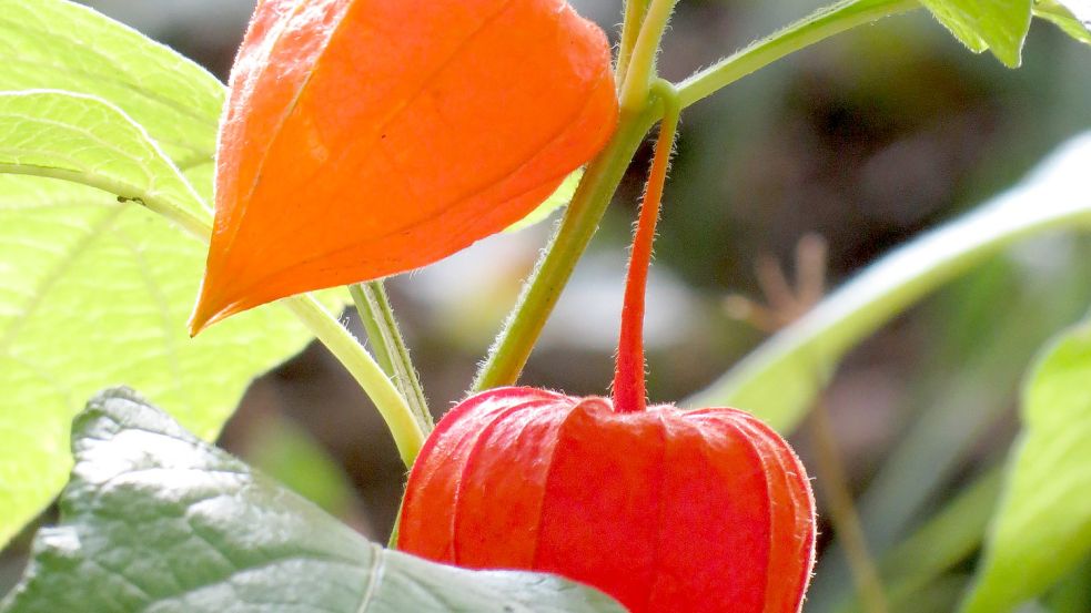 Mit leuchtend orangefarbenen Blütenkelchen erfreuen Lampionblumen die Gärtner im Herbst. Fotos: Berends-Lüürßen