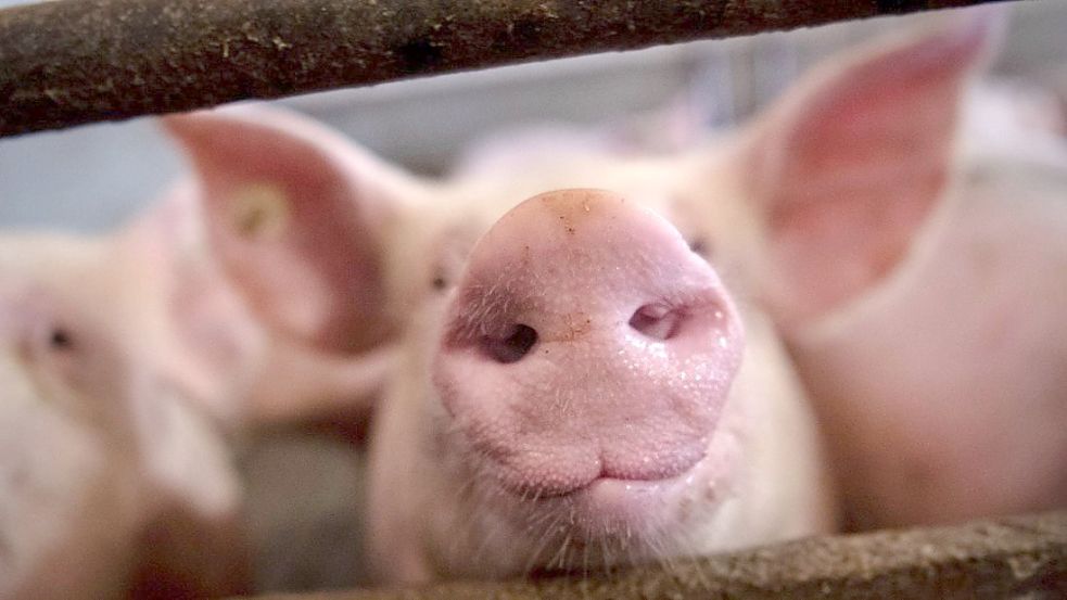 Aktivisten haben Videoaufnahmen aus verschiedenen Schweineställen in Niedersachsen und Nordrhein-Westfalen veröffentlicht. Darauf zu sehen: kranke und verletzte Schweine. Foto: Sina Schuldt/dpa