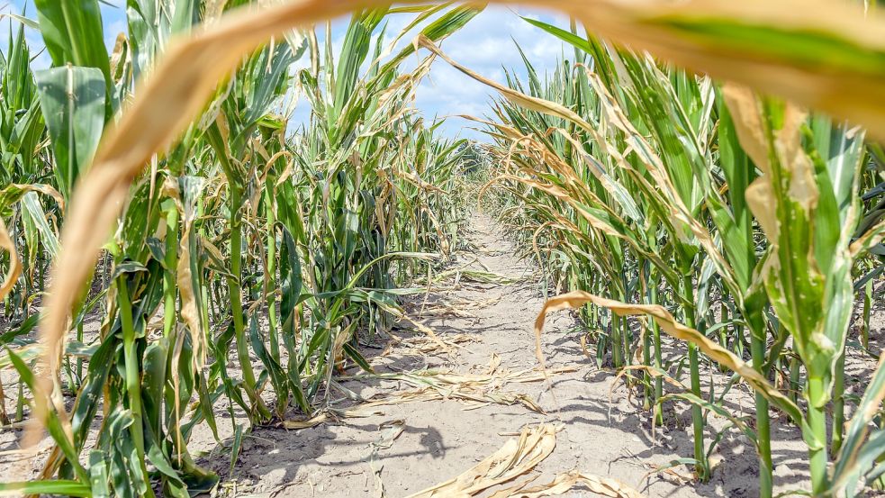 Unter längerer Trockenheit litten in der Vergangenheit auch die Maispflanzen. 2018 vermeldete der Landesbauernpräsident, die Dürreschäden seien nicht zu ermessen. Foto: Pleul/dpa