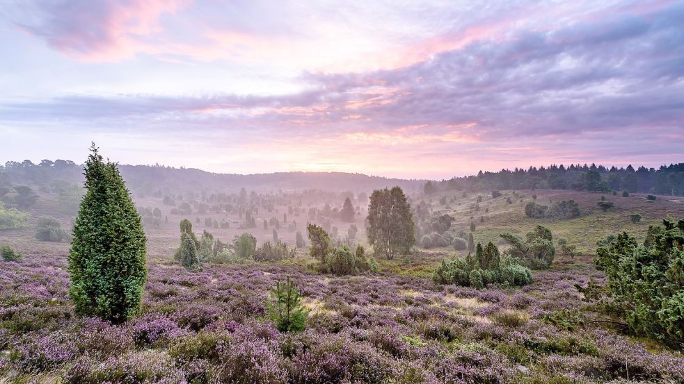 Totengrund nennt sich dieses mystische Tal mitten im Naturpark Lüneburger Heide. Foto: Lüneburger Heide/Katzensprung/obs