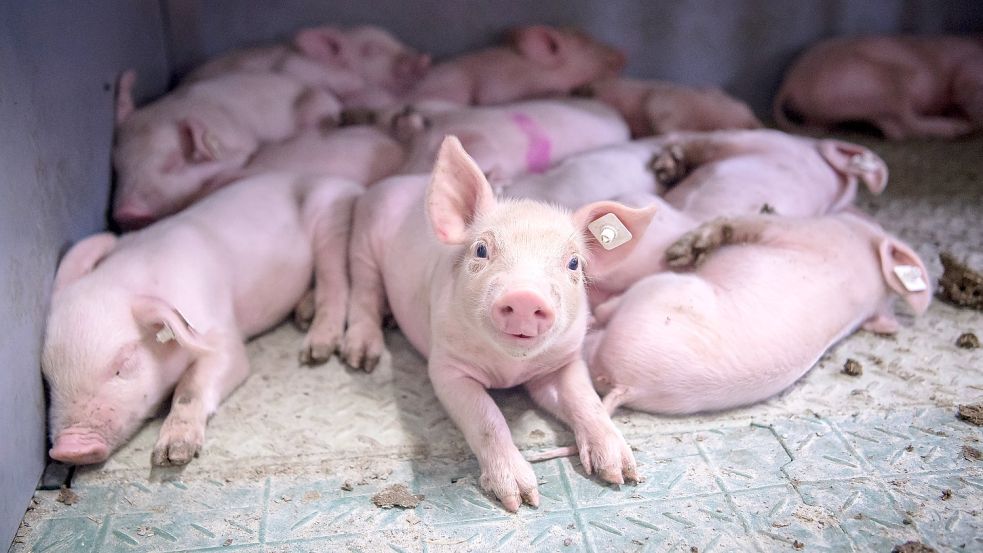 Nach dem Ausbruch der Afrikanischen Schweinepest in Niedersachsen zeigt sich: Die jahrelangen Vorbereitungen auf den Ernstfall waren unzureichend. Foto: Schuldt/DPA